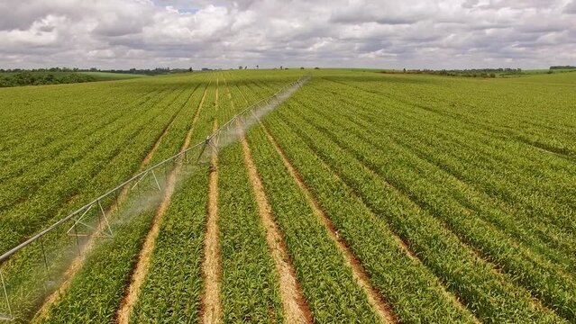 Piv&ocirc; de irriga&ccedil;&atilde;o no milho.