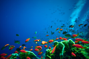 The beauty of the underwater world - Pseudanthias squamipinnis – Sea goldies - beautiful, amazing...