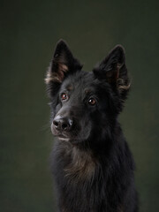 A Black Shepherd gazes alertly in a studio. Poised and attentive, the dog expression captivates with depth