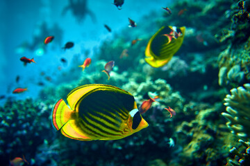 Obraz na płótnie Canvas The beauty of the underwater world - The yellow tang (Zebrasoma flavescens), also known as the lemon sailfin, yellow sailfin tang or somber surgeonfish - scuba diving in the Red Sea, Egypt