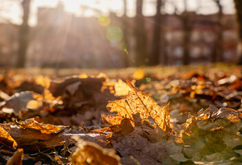 backlit wilted maple leafs on the ground