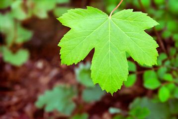 green maple leaf creates atmosphere in the forest