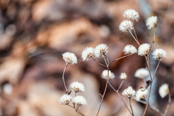 wilting fen ragwort remained over the winter