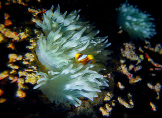The beauty of the underwater world - The orange clownfish (Amphiprion percula) also known as percula clownfish and clown anemonefish - scuba diving in the Red Sea, Egypt