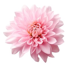 pink dahlia flower isolated on white. Created with Generative AI technology
