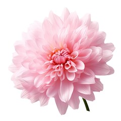 pink dahlia flower isolated on white. Created with Generative AI technology