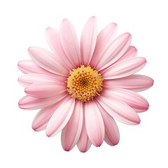 Obraz premium Pink daisy isolated on white background. Created with Generative AI technology
