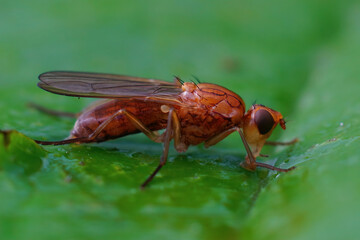Closeup on a red colored European Psilid or rustflies, Psila merdaria, sitting on a green leaf