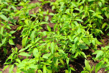 Fresh green leaves of hairy basil plant