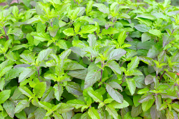 Fresh green leaves of holy basil plant