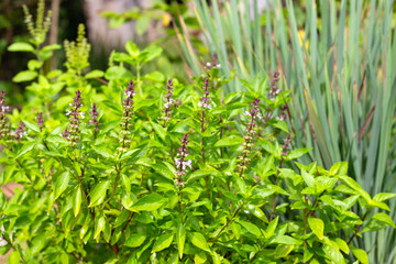 Holy basil with lemongrass and holy basil in vegetable garden. Fresh green leaves of herb plant