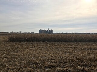 corn harvest