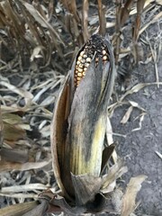 corn harvest