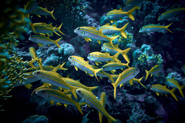 The beauty of the underwater world - big school of fish - The goatfishes - fish of the family Mullidae, the only family in the order Mulliformes - scuba diving in the Red Sea, Egypt