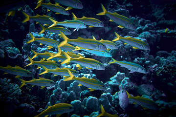 The beauty of the underwater world - big school of fish - The goatfishes - fish of the family...