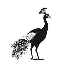 Fototapeta premium Silhouette of a majestic peacock showcasing its elegant feathers against a white background.