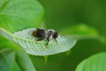 Closeup on a grey-backed mining bee, Andrena vaga sitting in green vegetation