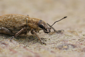 Closeup of a European broad-nosed weevil, the beet leaf weevil, Tanymecus palliatus