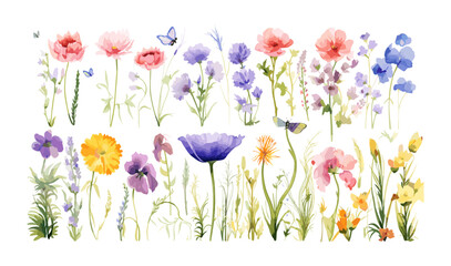 Watercolor floral illustration set ??" Wildflowers: summer flower, blossom, poppies, chamomile, dandelions, cornflowers, lavender, violet, bluebell, clover, buttercup, butterfly.