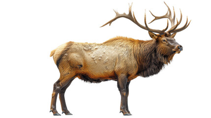 Majestic Elk Standing Beside a White Background