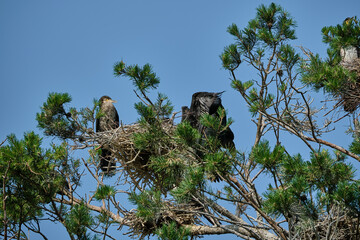 great cormorant high up in the tree on the curonian spit.