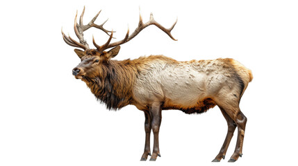 Large Elk Standing Next to White Background