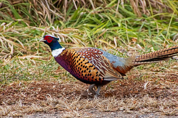 pheasant in the grass