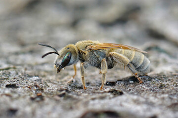Closeup on the green eyed female of the cute and small Mealy metallic furrow bee, Vestitohalictus pollinosus sitting on wood