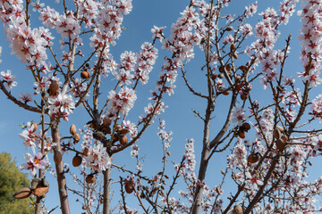 blooming tree in spring