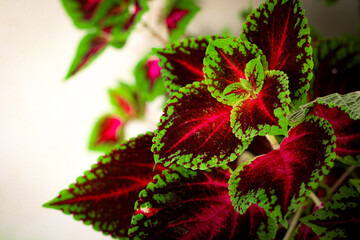 Beautiful Coleus flower with vibrant green and red colors.