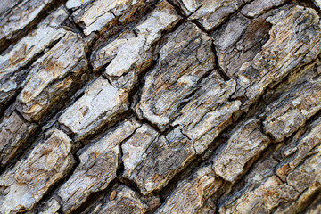 The close-up texture of a tree with various shades of brown.