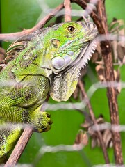iguana on a tree