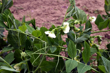 White flowers have appeared on the branches of the pea plant that grows in the garden.