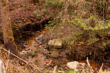 stream of water among the ground and trees in a mountainous area