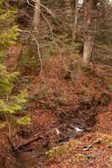 stream of water among the ground and trees in a mountainous area