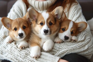 A woman lovingly cradles a litter of playful welsh corgi puppies in her arms, their soft brown fur contrasting against her indoor attire, capturing the heartwarming bond between pet and owner