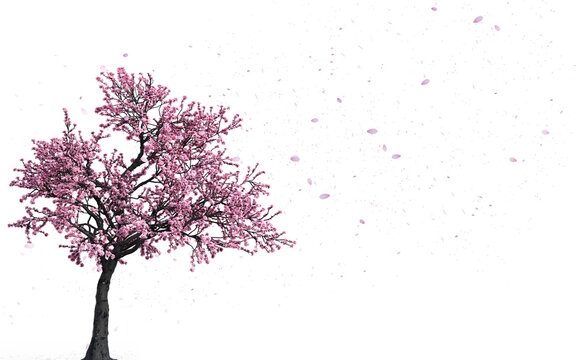 A pink cherry tree in bloom with the petals flying into the air, with transparent background. Concept of spring. 