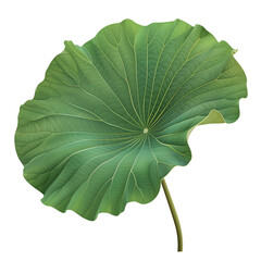 Fototapeta premium Lotus Leaf