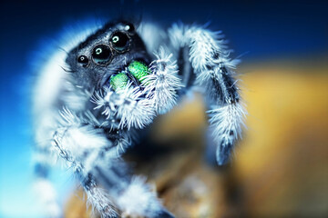 Jump spider, jumping spider phidippus regius animal arachnid group of spiders that constitute the...