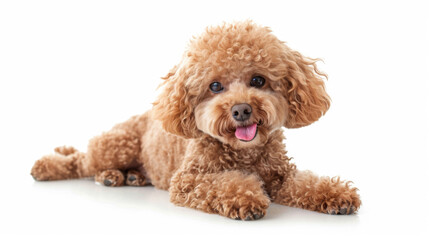 adorable tan poodle with a fluffy coat sitting and looking to the side with its tongue out