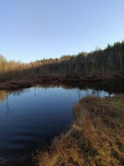 reflection of trees in the water