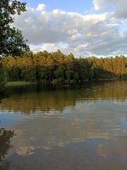 autumn in the forest