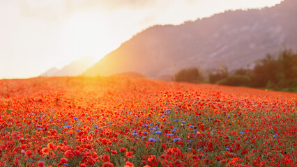 The Sun setting on a field of poppies in the countryside, Austria	