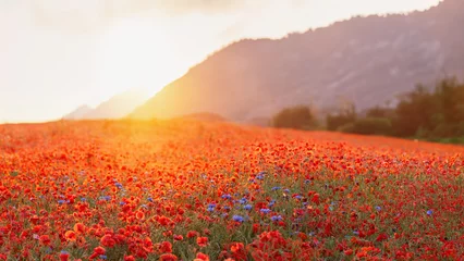 Rolgordijnen The Sun setting on a field of poppies in the countryside, Austria  © Nick Brundle