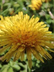 yellow flower