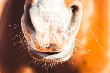 Maul | Pferd - obrazy, fototapety, plakaty