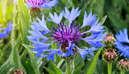 cornflower