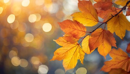 Naklejka na ściany i meble autumn yellow and orange leaves close up against bokeh background fall bright background
