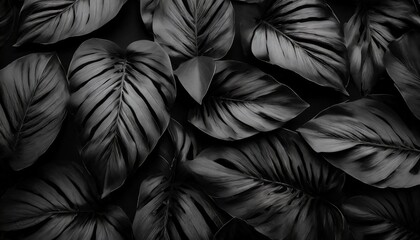 textures of abstract black leaves for tropical leaf background flat lay dark nature concept tropical leaf digital ai