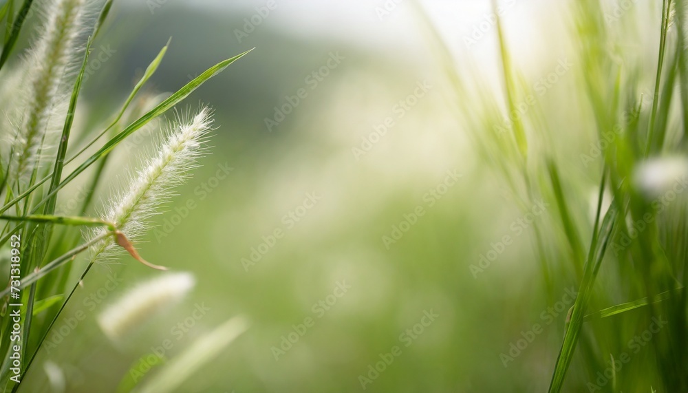 Poster close up beautiful nature view grass flower under sunlight with bokeh and copy space using as background natural plants landscape fresh ecology cover concept